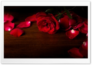 Red Rose Flower, Petals Ultra HD Wallpaper for 4K UHD Widescreen desktop, tablet & smartphone