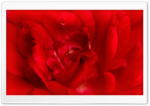 Red Rose Macro Ultra HD Wallpaper for 4K UHD Widescreen desktop, tablet & smartphone