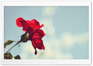 Red Rose, White--Blue Ultra HD Wallpaper for 4K UHD Widescreen desktop, tablet & smartphone