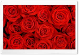 Red Roses Ultra HD Wallpaper for 4K UHD Widescreen desktop, tablet & smartphone