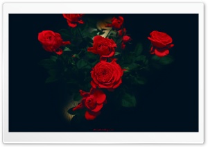 Red Roses Ultra HD Wallpaper for 4K UHD Widescreen desktop, tablet & smartphone