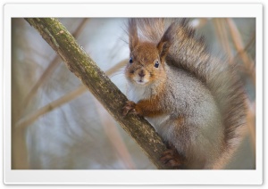 Red Squirrel Ultra HD Wallpaper for 4K UHD Widescreen desktop, tablet & smartphone