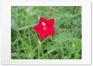 Red star flower 1 Ultra HD Wallpaper for 4K UHD Widescreen desktop, tablet & smartphone