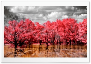 Red Swamp Ultra HD Wallpaper for 4K UHD Widescreen desktop, tablet & smartphone