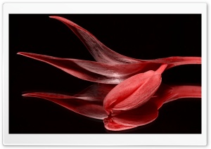 Red Tulip Ultra HD Wallpaper for 4K UHD Widescreen desktop, tablet & smartphone