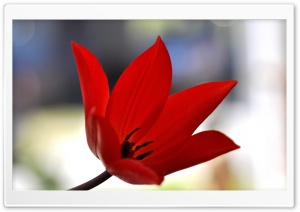 Red Tulip Bokeh Ultra HD Wallpaper for 4K UHD Widescreen desktop, tablet & smartphone