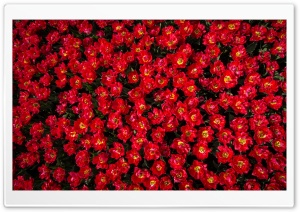 Red Tulip Flowers Field Ultra HD Wallpaper for 4K UHD Widescreen desktop, tablet & smartphone