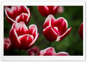 Red Tulip with White Edges Close-up Ultra HD Wallpaper for 4K UHD Widescreen desktop, tablet & smartphone
