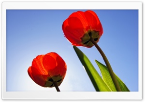 Red Tulips Ultra HD Wallpaper for 4K UHD Widescreen desktop, tablet & smartphone