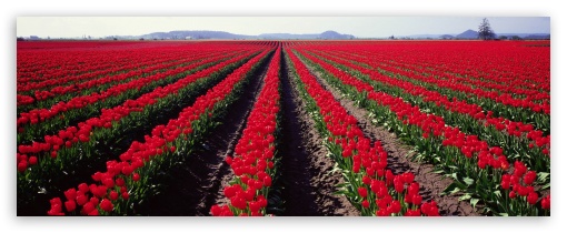 Red Tulips Farm Dual Monitor UltraHD Wallpaper for Dual 16:10 5:3 16:9 4:3 5:4 WHXGA WQXGA WUXGA WXGA WGA 2160p 1440p 1080p 900p 720p UXGA XGA SVGA QSXGA SXGA ;