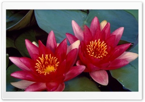 Red Water Lilies Ultra HD Wallpaper for 4K UHD Widescreen desktop, tablet & smartphone