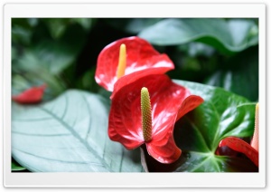 Red Yellow Flower Ultra HD Wallpaper for 4K UHD Widescreen desktop, tablet & smartphone