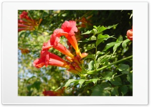 redflower1 Ultra HD Wallpaper for 4K UHD Widescreen desktop, tablet & smartphone