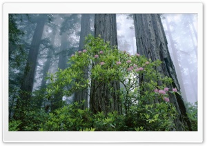 Redwood National Park Ultra HD Wallpaper for 4K UHD Widescreen desktop, tablet & smartphone