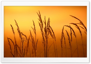 Reed Ultra HD Wallpaper for 4K UHD Widescreen desktop, tablet & smartphone