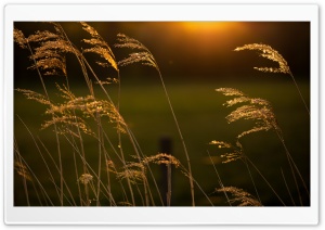 Reeds in Sunlight Ultra HD Wallpaper for 4K UHD Widescreen desktop, tablet & smartphone