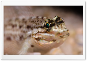 Reef Fish Ultra HD Wallpaper for 4K UHD Widescreen desktop, tablet & smartphone
