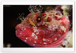 Reef Red Fish Ultra HD Wallpaper for 4K UHD Widescreen desktop, tablet & smartphone