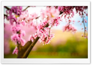 Refreshing Ultra HD Wallpaper for 4K UHD Widescreen desktop, tablet & smartphone