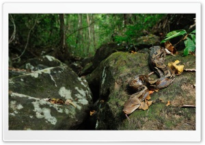 Reticulated Python Snake Ultra HD Wallpaper for 4K UHD Widescreen desktop, tablet & smartphone