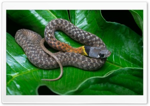 Rhabdophis subminiatus, Red-necked Keelback Venomous Snake Ultra HD Wallpaper for 4K UHD Widescreen desktop, tablet & smartphone