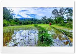 rice paddy Ultra HD Wallpaper for 4K UHD Widescreen desktop, tablet & smartphone