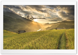 Rice Plantations in Vietnam Ultra HD Wallpaper for 4K UHD Widescreen desktop, tablet & smartphone
