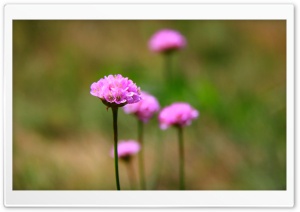 Ring Flower Material Ultra HD Wallpaper for 4K UHD Widescreen desktop, tablet & smartphone