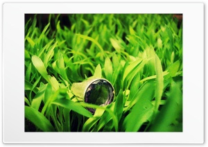 Ring in the grass Ultra HD Wallpaper for 4K UHD Widescreen desktop, tablet & smartphone