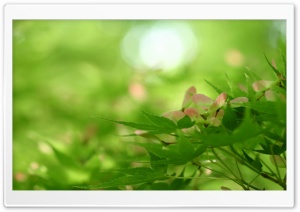 Rising Nature Ultra HD Wallpaper for 4K UHD Widescreen desktop, tablet & smartphone