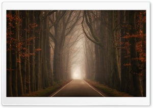 Road, Forest, Trees, Fog, Autumn Season Ultra HD Wallpaper for 4K UHD Widescreen desktop, tablet & smartphone
