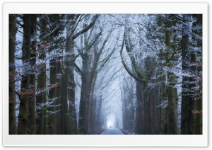 Road, Hoarfrost on Trees, Winter Season Ultra HD Wallpaper for 4K UHD Widescreen desktop, tablet & smartphone
