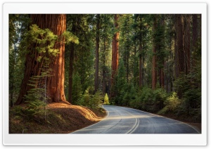 Road In Pine Forest Ultra HD Wallpaper for 4K UHD Widescreen desktop, tablet & smartphone