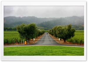 Road Through Vineyards Ultra HD Wallpaper for 4K UHD Widescreen desktop, tablet & smartphone