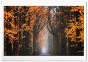 Road, Trees, Beautiful Autumn Season Ultra HD Wallpaper for 4K UHD Widescreen desktop, tablet & smartphone