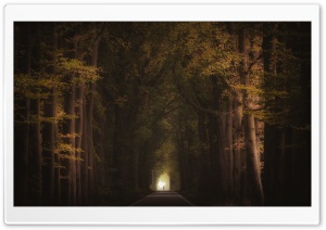Road, Trees, Early Autumn Season Ultra HD Wallpaper for 4K UHD Widescreen desktop, tablet & smartphone
