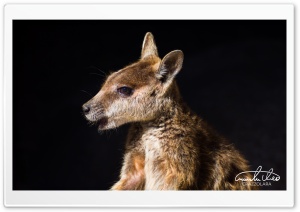 Rock Wallaby Wild Animal Ultra HD Wallpaper for 4K UHD Widescreen desktop, tablet & smartphone
