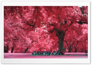 Romantic Park Ultra HD Wallpaper for 4K UHD Widescreen desktop, tablet & smartphone