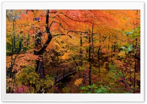 Romantic Walk In The Park, Autumn Ultra HD Wallpaper for 4K UHD Widescreen desktop, tablet & smartphone