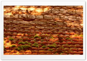 Roof Moss Vintage Ultra HD Wallpaper for 4K UHD Widescreen desktop, tablet & smartphone