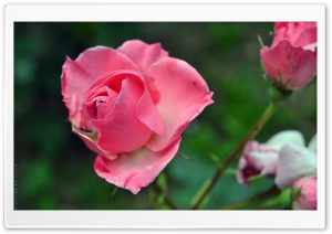 Rosa Ultra HD Wallpaper for 4K UHD Widescreen desktop, tablet & smartphone
