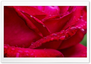 Rosa Ultra HD Wallpaper for 4K UHD Widescreen desktop, tablet & smartphone