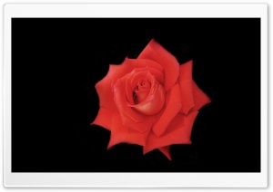 Rose 3 Ultra HD Wallpaper for 4K UHD Widescreen desktop, tablet & smartphone