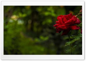 Rose Ultra HD Wallpaper for 4K UHD Widescreen desktop, tablet & smartphone