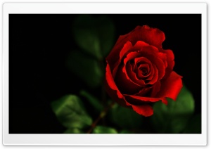 ROSE Ultra HD Wallpaper for 4K UHD Widescreen desktop, tablet & smartphone