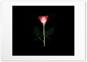 rose Ultra HD Wallpaper for 4K UHD Widescreen desktop, tablet & smartphone