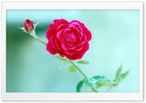 Rose - Komal Photo Ultra HD Wallpaper for 4K UHD Widescreen desktop, tablet & smartphone