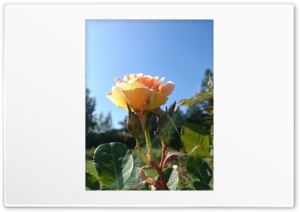 Rose Against a Pale Blue Sky Ultra HD Wallpaper for 4K UHD Widescreen desktop, tablet & smartphone