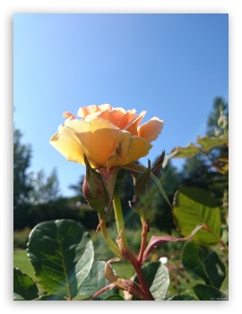 Rose Against a Pale Blue Sky UltraHD Wallpaper for iPad 1/2/Mini ; Mobile 4:3 - UXGA XGA SVGA ;