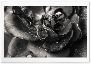 Rose Black And White Ultra HD Wallpaper for 4K UHD Widescreen desktop, tablet & smartphone